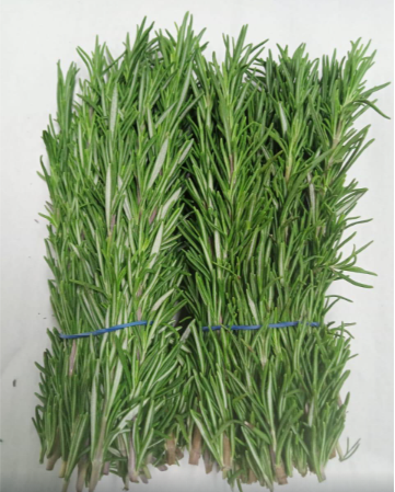 Herbs
