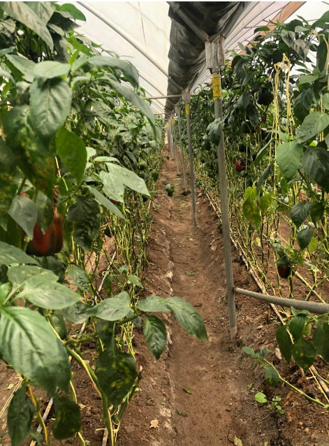 Farmers