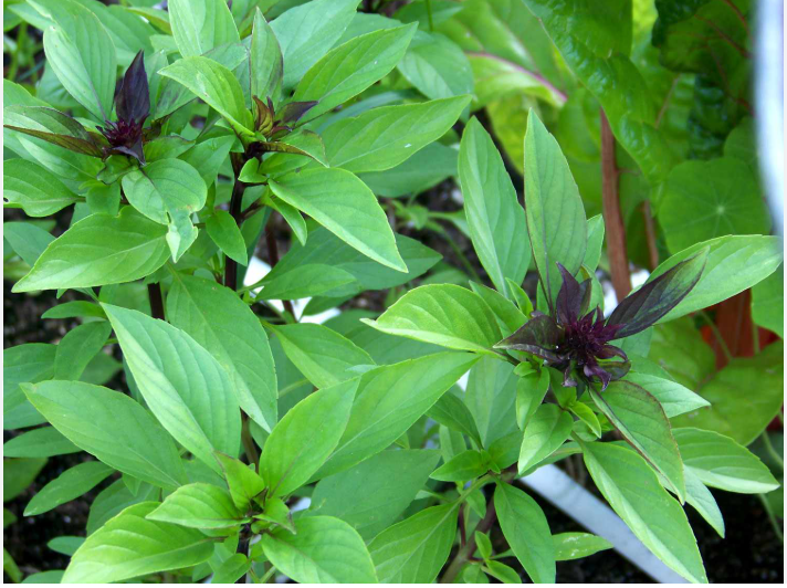 Basil