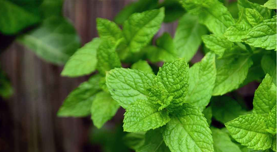 Fresh Herbs