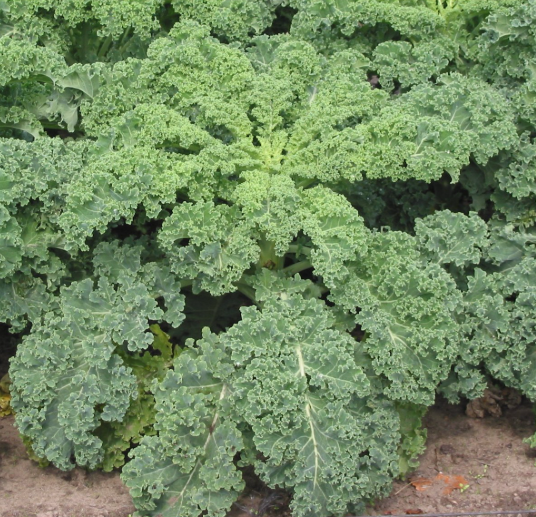 Kale