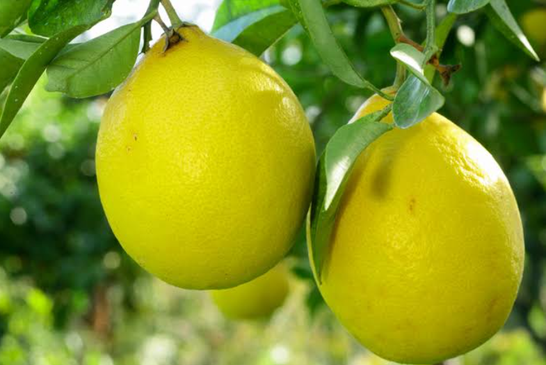Lemons