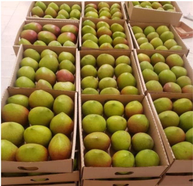Mangoes