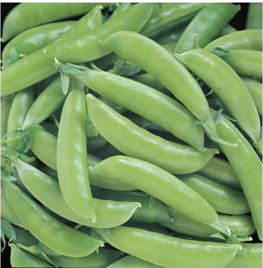 Sugar Snap
