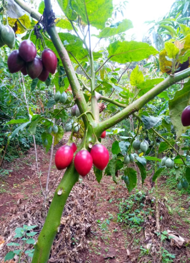 Tree Tomatoes
