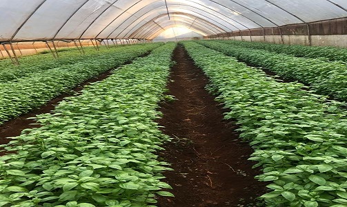 Climate Smart Agriculture