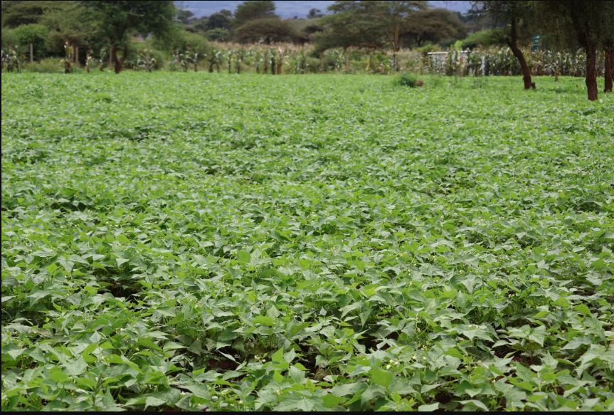 Farm Overview