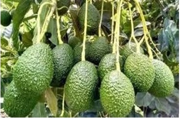Avocado