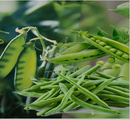 French Beans