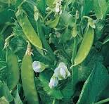 Snow Peas